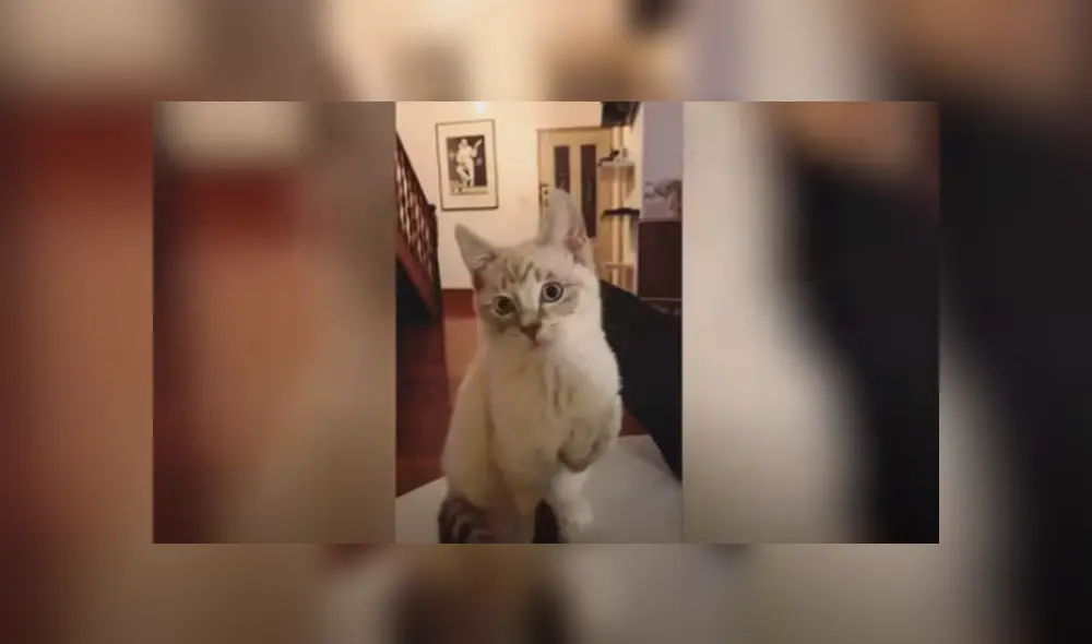 Desliza las imágenes hacia la izquierda para conocer la conmovedora historia de un indefenso gato. Desliza las imágenes hacia la izquierda para conocer la conmovedora historia de un indefenso gato.