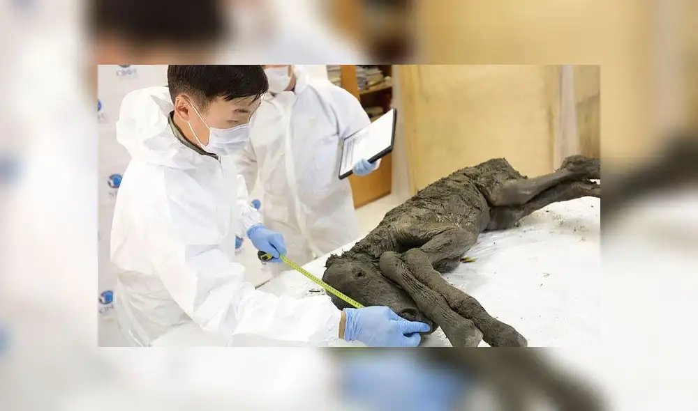 Científicos buscan clonar sorprendente especie de caballo extinta hace 42 000 años 