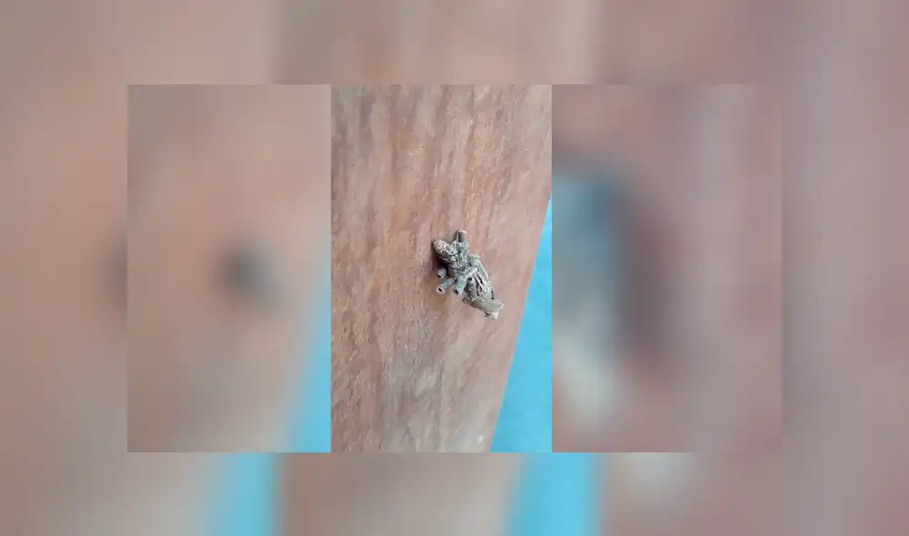 Desliza para ver la identidad de esta extraña criatura que sorprendió a todos en Facebook. Foto: Captura. Desliza para ver la identidad de esta extraña criatura que sorprendió a todos en Facebook. Foto: Captura.