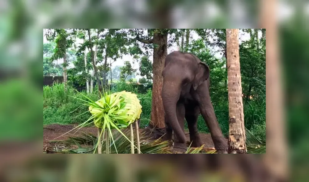 Captan a otro elefante llorando de dolor mientras es azotado por sus cuidadores [VIDEO] 