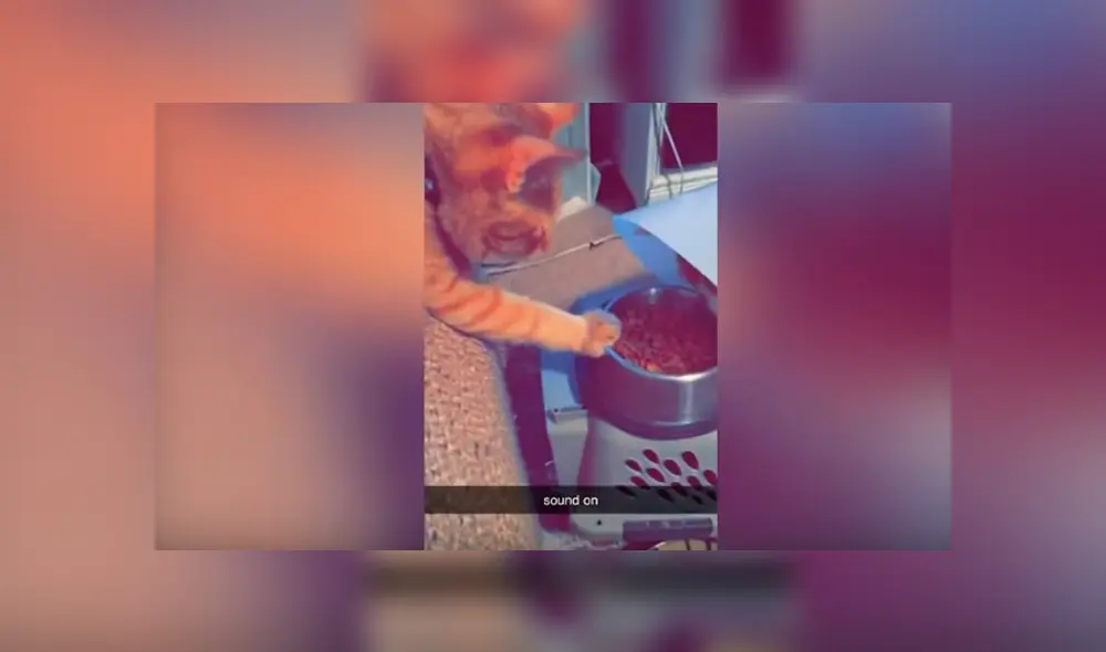 Desliza las imágenes hacia la izquierda para apreciar la tierna acción de un gato para ayudar a su ‘mejor amigo’.