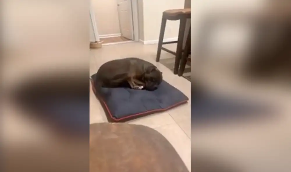 Desliza las imágenes para ver a Dou Dou durmiendo plácidamente y emitiendo extraños sonidos. Foto: captura de YouTube