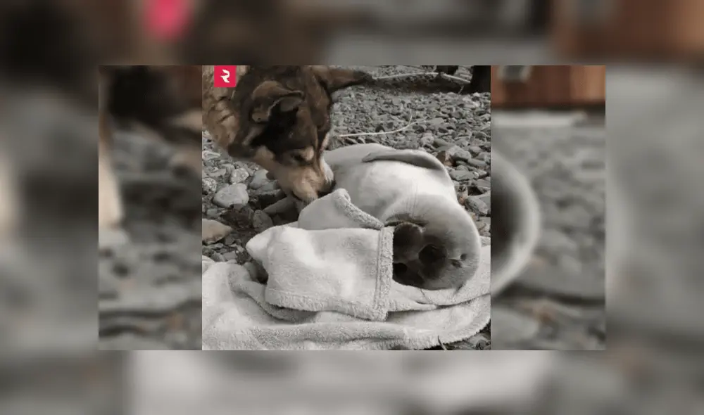 Desliza las imágenes para ver más sobre esta tierna historia entre un perro y una foca. Foto: Facebook / Russia Beyond ES Desliza las imágenes para ver más sobre esta tierna historia entre un perro y una foca. Foto: Facebook / Russia Beyond ES