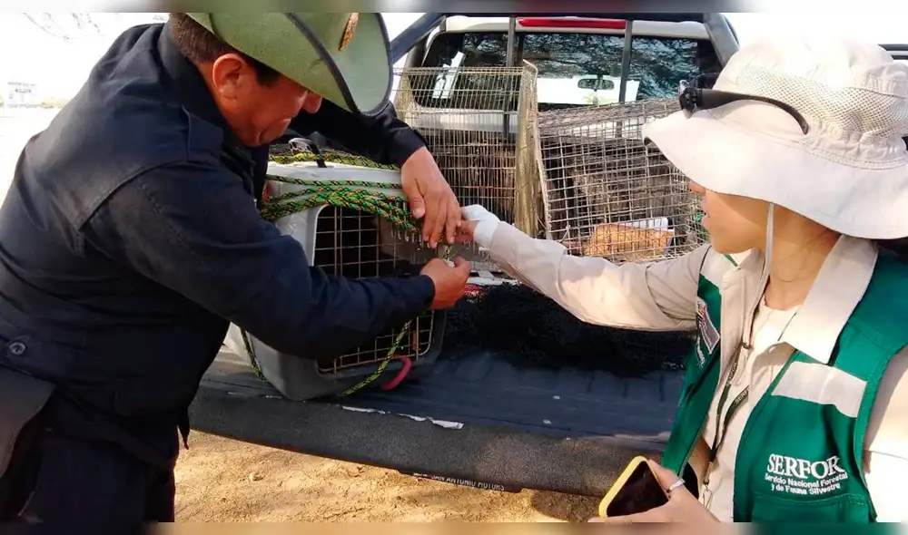 Se evalúa traslado de animales a hábitat natural.