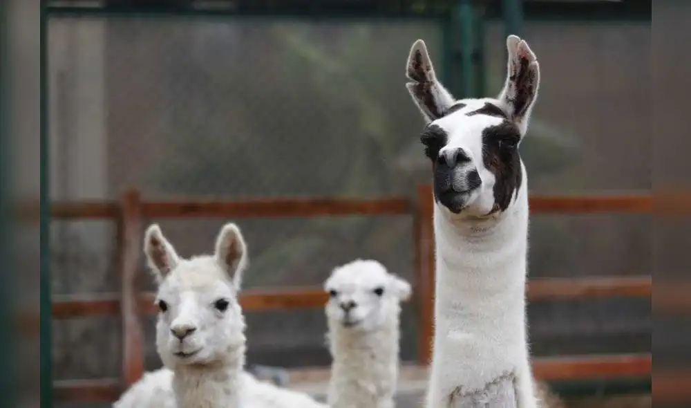 INS desarrollará tratamiento contra el COVID-19 utilizando nanoanticuerpos de una llama peruana. Foto: Flavio Matos/La República.