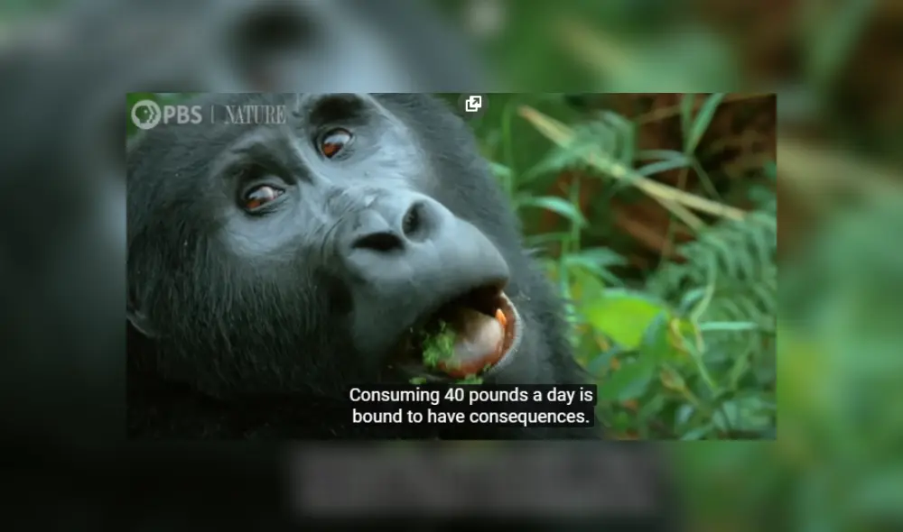 Video es viral en YouTube. Un robot infiltrado en una manada de primates de Uganda pudo captar la curiosa conducta de estos animales mientras consumen sus alimentos. Video es viral en YouTube. Un robot infiltrado en una manada de primates de Uganda pudo captar la curiosa conducta de estos animales mientras consumen sus alimentos.