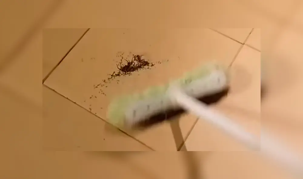 YouTube viral: encuentra araña con miles de sus crías, la mata y ocurre esto [VIDEO]