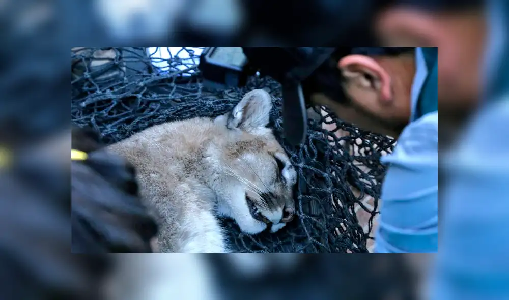 El puma finalmente fue capturado. Foto: Twitter El puma finalmente fue capturado. Foto: Twitter