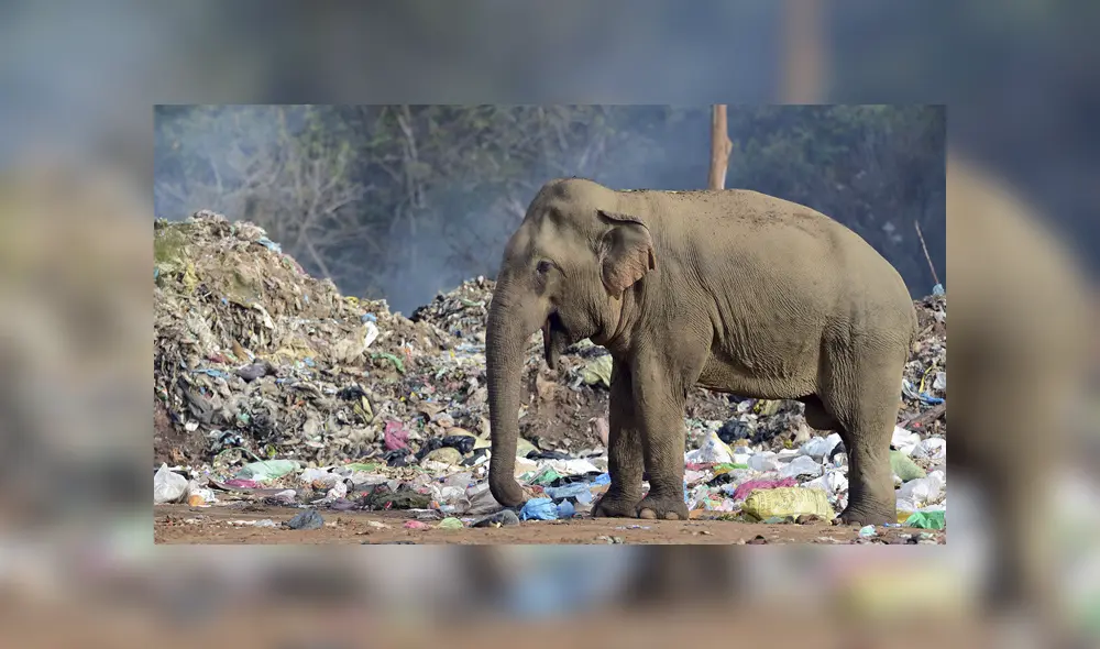El animal habría sido atraído por el olor de los desperdicios. Foto: EFE/referencial El animal habría sido atraído por el olor de los desperdicios. Foto: EFE/referencial