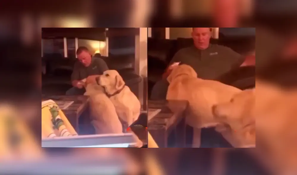 Desliza las imágenes para ver la singular escena que protagonizó este perrito junto con su dueño. Fotocaptura: @edu_perdomo/TikTok Desliza las imágenes para ver la singular escena que protagonizó este perrito junto con su dueño. Fotocaptura: @edu_perdomo/TikTok