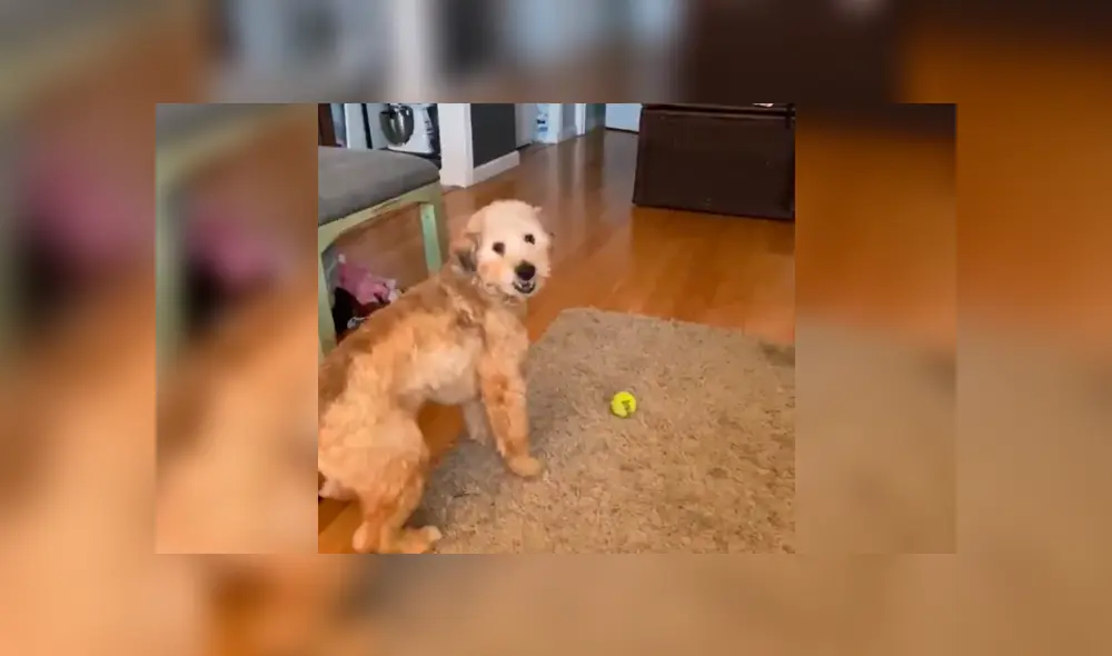 Desliza a la izquierda para ver este gracioso viral de Facebook. Foto: Captura. Desliza a la izquierda para ver este gracioso viral de Facebook. Foto: Captura.