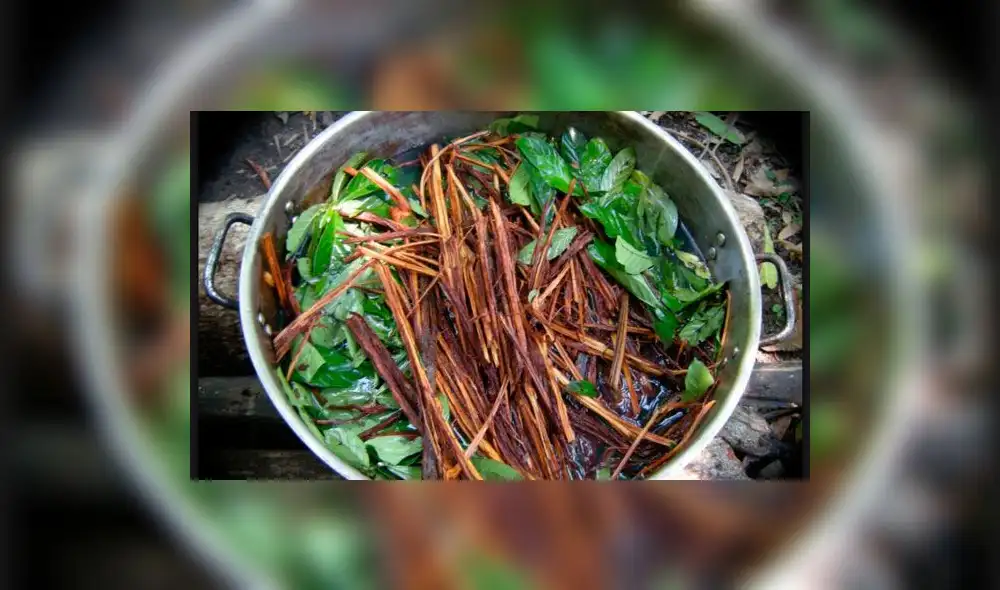 Ayahuasca: ¿Qué hace en el cuerpo y para qué se usa? Ayahuasca: ¿Qué hace en el cuerpo y para qué se usa?