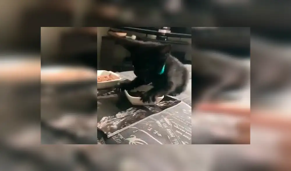 En Facebook, un chico quedó sorprendido con la reacción de su gato cuando este imaginó que le iba arrebatar sus alimentos. En Facebook, un chico quedó sorprendido con la reacción de su gato cuando este imaginó que le iba arrebatar sus alimentos.