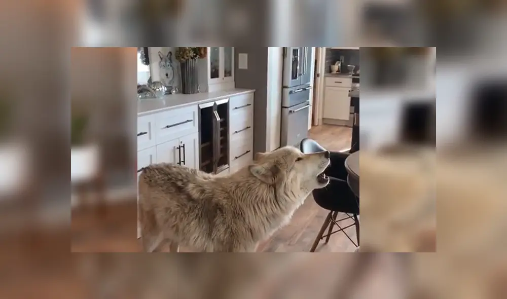 En YouTube, un pequeño sorprendió al seguir las indicaciones de un gigantesco lobo que le enseñaba aullar.