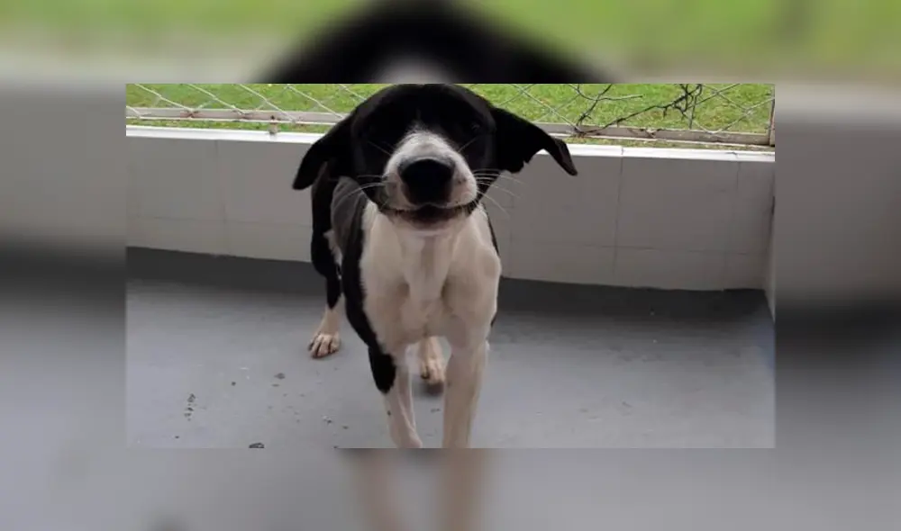 Un caso de violencia animal se registró en un edificio en el norte de Armenia, Colombia. Un caso de violencia animal se registró en un edificio en el norte de Armenia, Colombia.