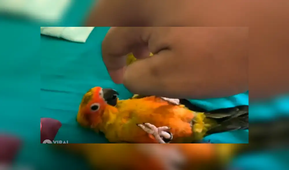 Desliza para ver los detalles del video viral publicado en Facebook. Foto: Captura.