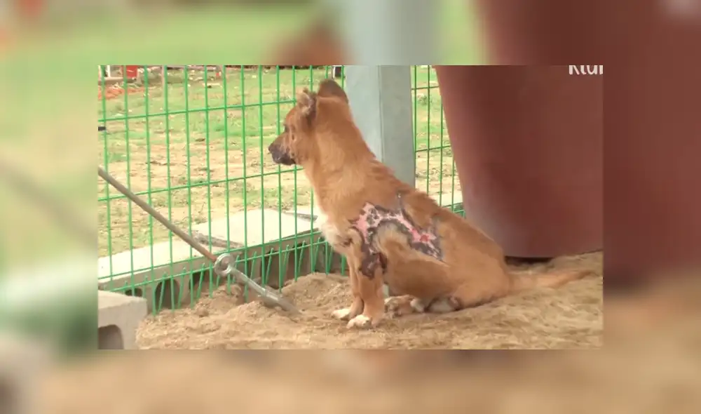 Facebook viral: Perro con quemaduras severas fue rescatado por un 'ángel' y ahora luce así [FOTOS]