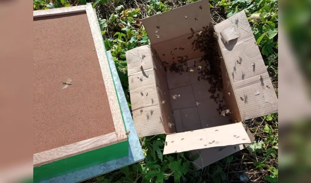 Rescataron una colmena de abejas. Foto: Municipalidad de Miraflores Rescataron una colmena de abejas. Foto: Municipalidad de Miraflores