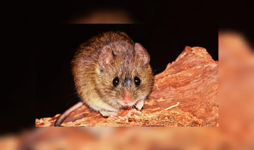 El roedor es el principal portador del hantavirus. Foto: Infogate. El roedor es el principal portador del hantavirus. Foto: Infogate.