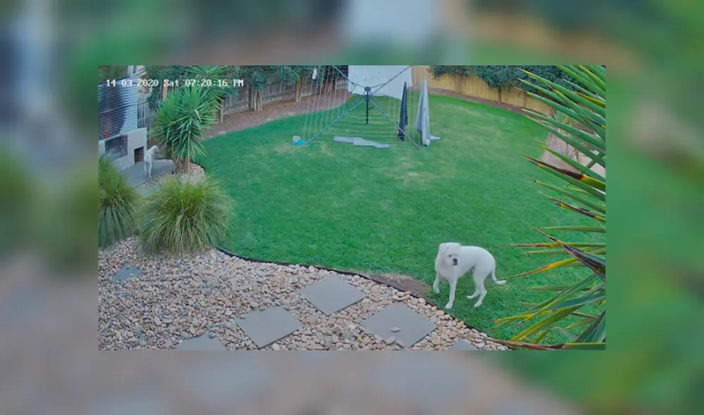 Desliza hacia la izquierda para ver lo que hicieron los perros. Imágenes del video viral de YouTube.