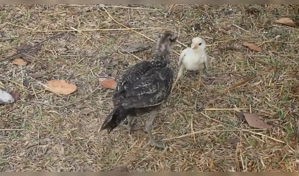 YouTube: Pelea entre pollo joven y polluelo tiene un final inesperado