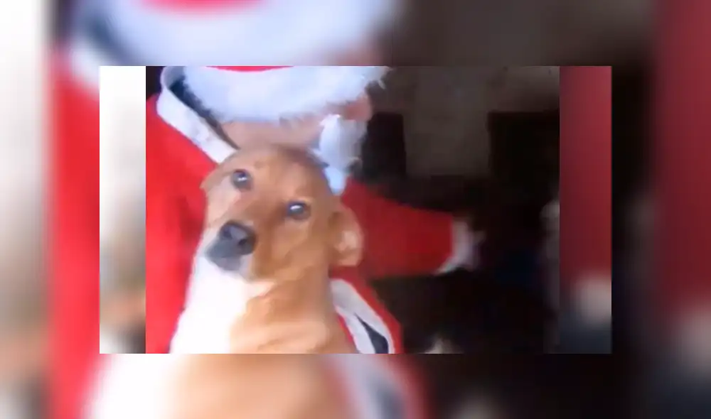 Facebook: Perros de albergue son sorprendidos por hombre disfrazado de Papá Noel