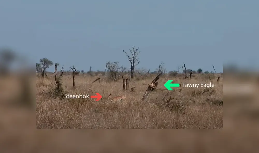 Mira lo cerca que estuvieron de alcanzar al pequeño racífero común. Mira lo cerca que estuvieron de alcanzar al pequeño racífero común.