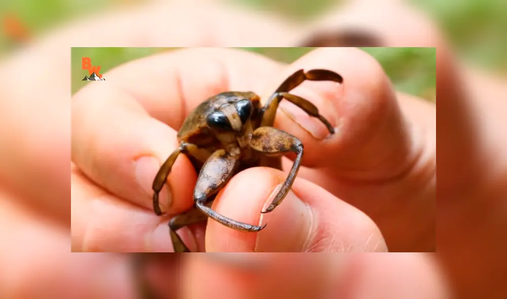Un video muestra al popular 'Coyote' Peterson siendo mordido por una chinche de agua gigante. Un video muestra al popular 'Coyote' Peterson siendo mordido por una chinche de agua gigante.