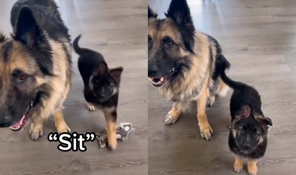 El cachorro pudo imitar a su hermano mayor y logró sentarse. Foto: stormi_loves_wolfie / TikTok