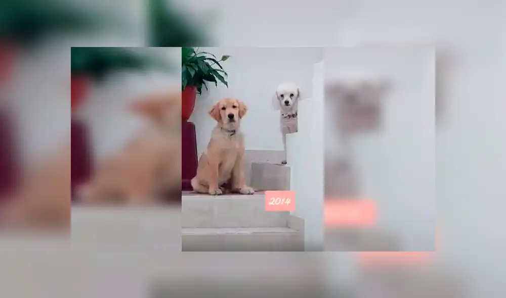 Desliza las imágenes para apreciar el conmovedor homenaje que realizó un joven junto a su mascota.