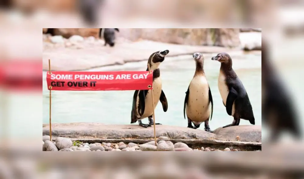 Pingüinos gay en Londres. Foto: Zoológico de Londres.