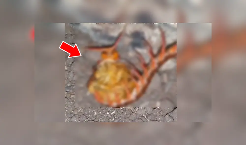 Un hombre quedó aterrado al encontrar a una escalofriante criatura que se retorcía en la tierra, pero hizo zoom al video viral de YouTube y descubrió la verdad. Un hombre quedó aterrado al encontrar a una escalofriante criatura que se retorcía en la tierra, pero hizo zoom al video viral de YouTube y descubrió la verdad.