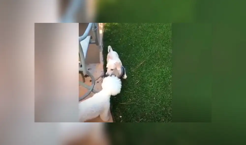 Facebook viral: mujer rompe en llanto al ver cómo dormía perro que rescató de una granja [VIDEO]