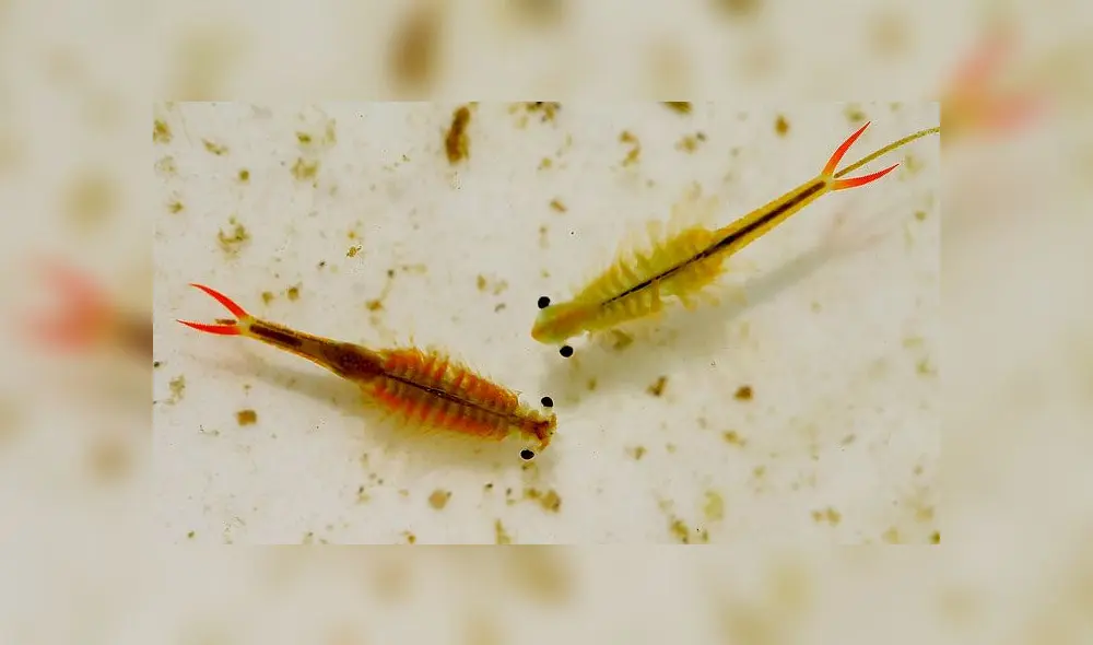 Un grupo de ingenieros de China encontró camarones hada junto a renacuajos en un estanque. Foto: Imaginechina.
