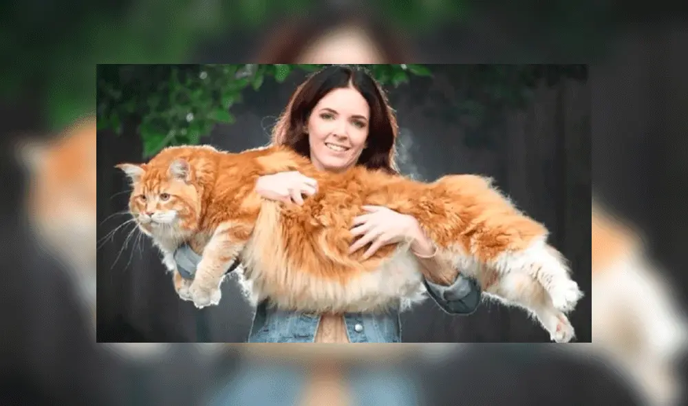 Omar pesa 14 kilogramos y mide 1,20 metros. Foto: omar_mainecoon / Instagram.