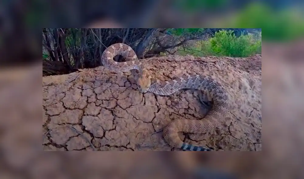 Desliza hacia la izquierda para ver el ataque de la serpiente a una cámara GoPro. Video viral en YouTube. Desliza hacia la izquierda para ver el ataque de la serpiente a una cámara GoPro. Video viral en YouTube.