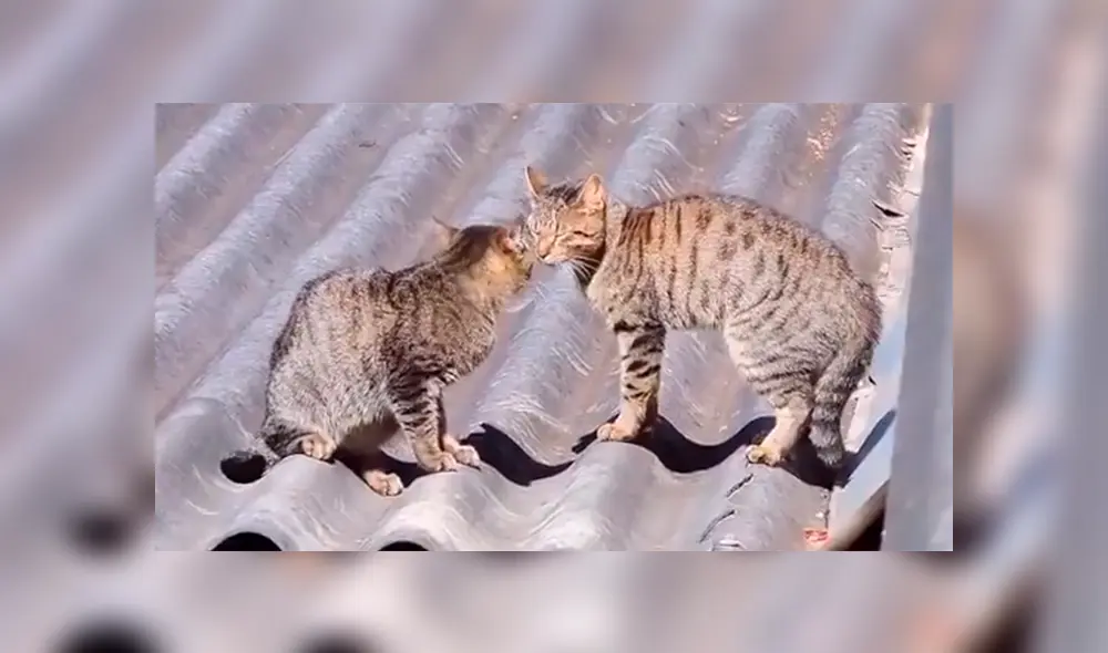 YouTube Viral: Gatos tienen una épica batalla al estilo Dragon Ball Super y el final es espectacular