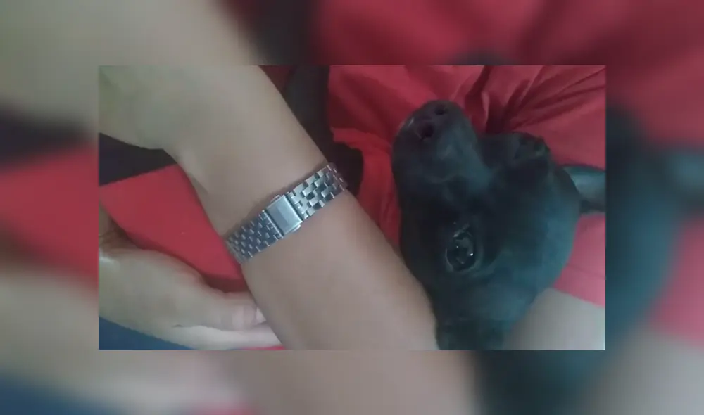 Desliza las imágenes para observar la acción de un perro bebé al escuchar a su dueña interpretar su canción favorita. Foto: Captura. Desliza las imágenes para observar la acción de un perro bebé al escuchar a su dueña interpretar su canción favorita. Foto: Captura.