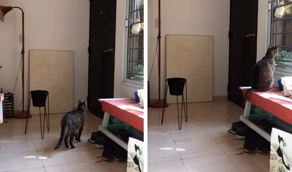 Desliza las imágenes para apreciar la emotiva acción de un gato cuando se queda solo en casa. Foto: Captura de Facebook