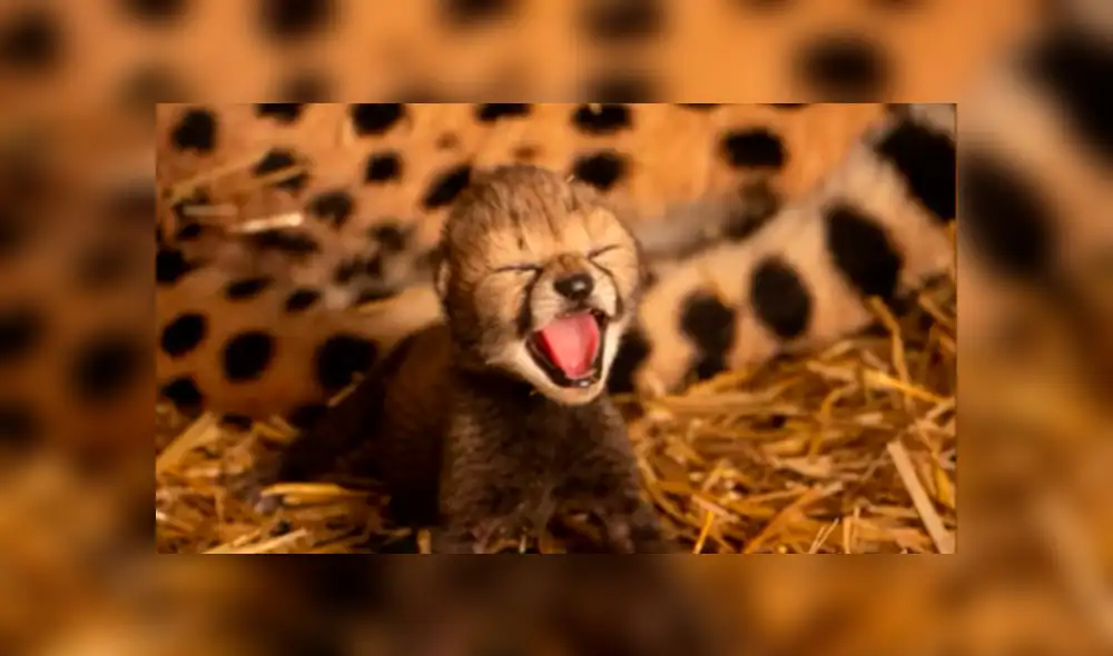 Desliza para ver las fotos compartidas en YouTube. Foto: captura.