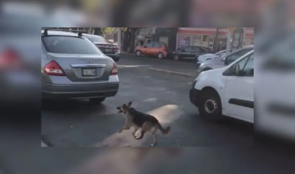 Cachorro corre tras auto de sus dueños Cachorro corre tras auto de sus dueños