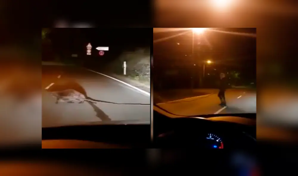 Se topa con extraño animal en mitad de la madrugada y lo ayuda a cruzar la pista [VIDEO]
