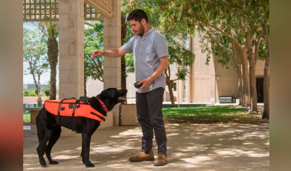 Cada patrón de vibración en el chaleco es interpretado de forma distinta por el animal| Foto: Jonathan Atari / Agencia N+1 Cada patrón de vibración en el chaleco es interpretado de forma distinta por el animal| Foto: Jonathan Atari / Agencia N+1