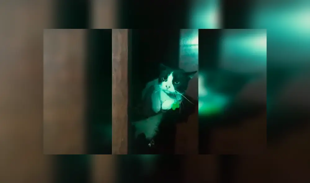 Desliza las imágenes hacia la izquierda para apreciar la actuación de los traviesos gatos con la canción de Pimpinela.