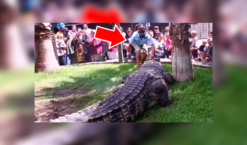 Cuidador ingresa a recinto de gigantesco cocodrilo. Cuidador ingresa a recinto de gigantesco cocodrilo.