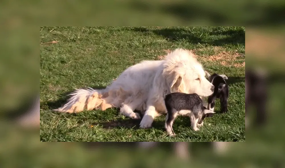 Perrito juega con cabras bebés
