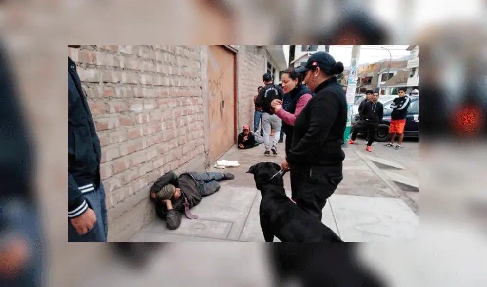 Brigada canina Brigada canina