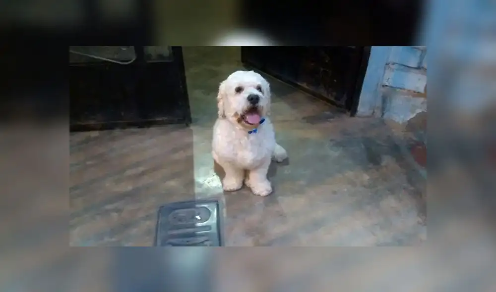 Los Olivos: buscan a mascota que escapó de su vivienda Los Olivos: buscan a mascota que escapó de su vivienda