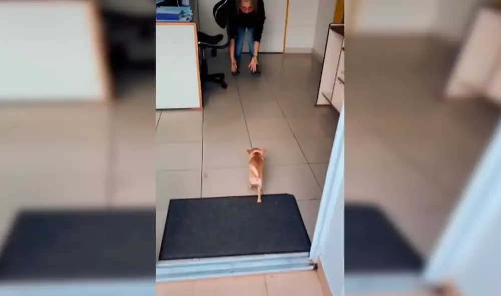 Desliza las imágenes para apreciar la tierna conducta de un perro con los compañeros de trabajo de su dueña. Foto: Captura de Facebook