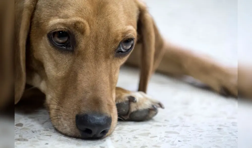 La exdueña de "Campeón", un tierno perro que fue maltratado cuando tenía tan solo seis meses, fue absuelta este viernes. Foto: La exdueña de "Campeón", un tierno perro que fue maltratado cuando tenía tan solo seis meses, fue absuelta este viernes. Foto: